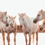 Cum să glumești cu cei dragi