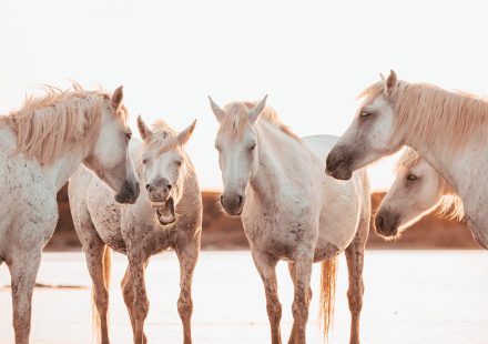 Cum să glumești cu cei dragi