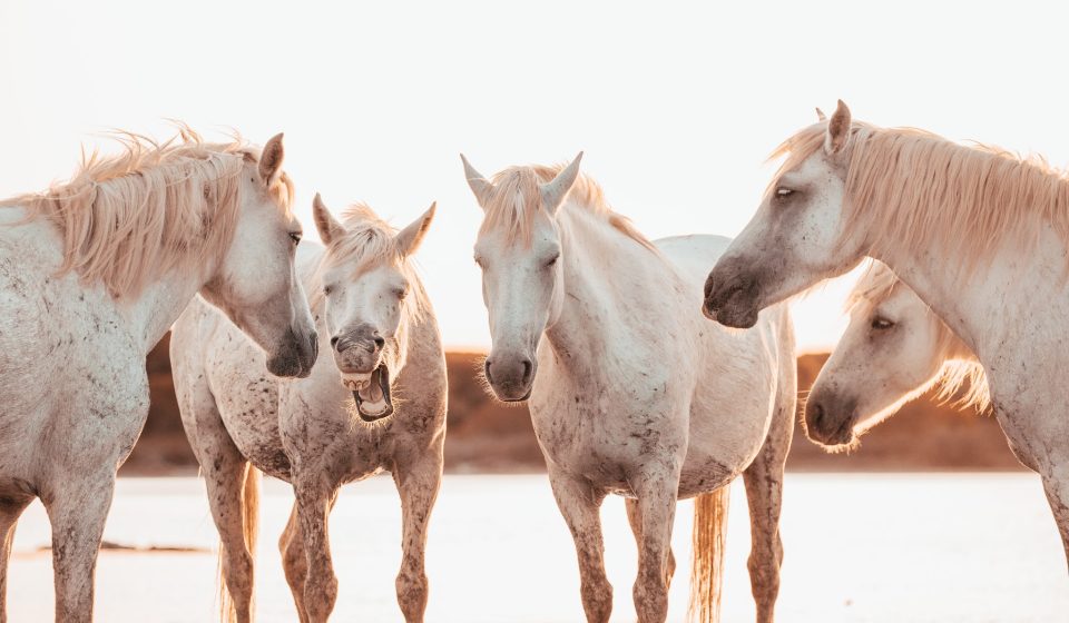 Cum să glumești cu cei dragi