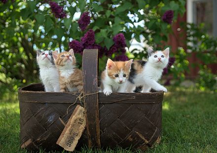 Test. Cât de bine știi pisicile.