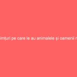 Simțuri pe care le au animalele și oamenii nu