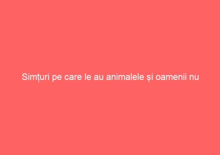 Simțuri pe care le au animalele și oamenii nu