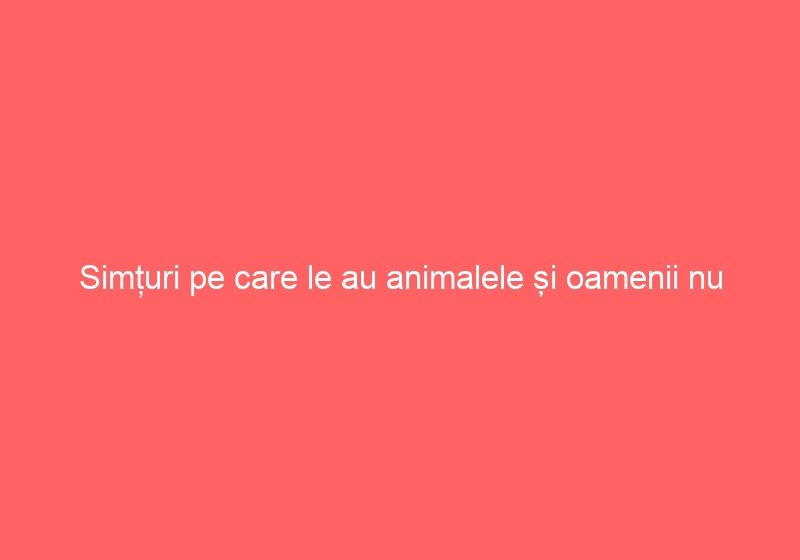 Simțuri pe care le au animalele și oamenii nu