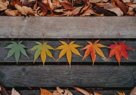 Cum să-ți determini tipul de culoare în doar 2 minute?